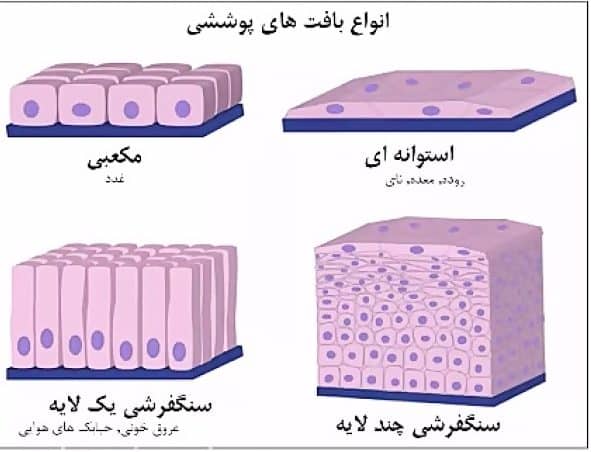 بافت پوششی سنگ فرشی