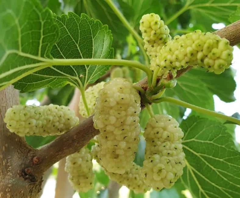 عصاره توت سفید